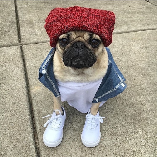【WDYWT 上脚照】你今天穿 Vans 了么?-Vans爱好者