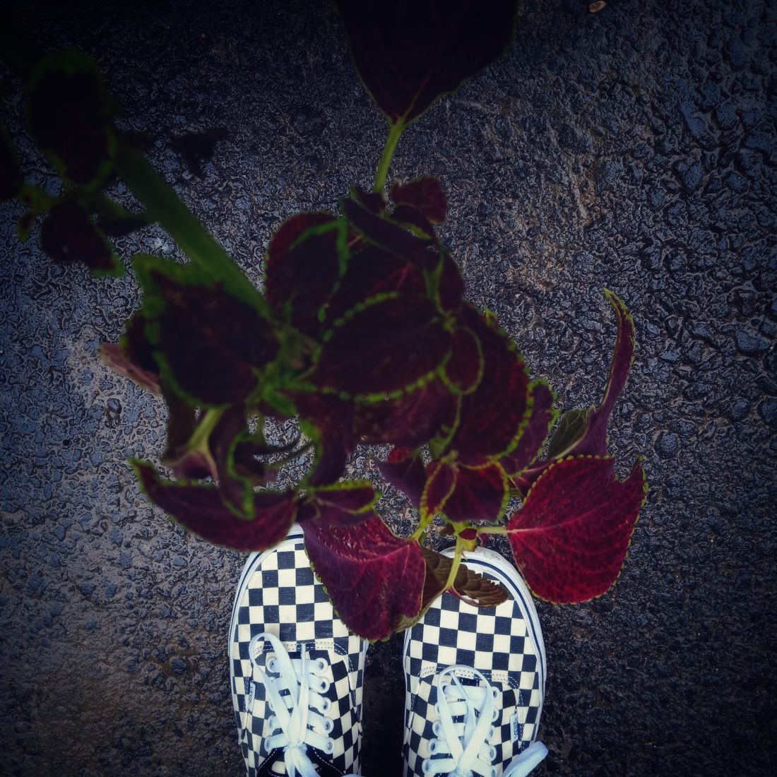 上脚照 WDYWT | 不怕告诉你！我穿 Vans 走遍海角天涯！-Vans爱好者